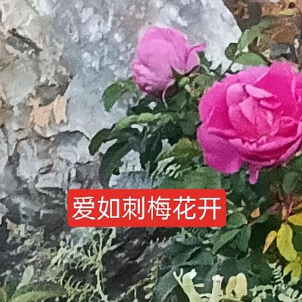 爱如刺梅花开