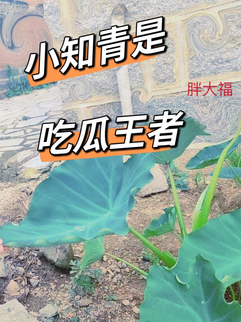 综影视：从拯救傻柱开始